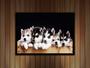 Imagem de Quadro Decorativo Animais Cachorro Husky Siberiano Veterinário Pet Shop Com Moldura RC119