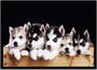 Imagem de Quadro Decorativo Animais Cachorro Husky Siberiano Veterinário Pet Shop Com Moldura RC119