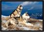 Imagem de Quadro Decorativo Animais Husky Siberiano Paisagem Veterinário Pet Shop Natureza Com Moldura RC015