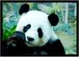 Imagem de Quadro Decorativo Animais Urso Panda Veterinário Pet Shop Paisagem Natureza Com Moldura RC095