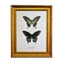 Imagem de Quadro Decorativo Borboleta Xuthus Moldura Dourada 47x38cm