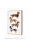 Imagem de Quadro Decorativo Dachshunds de Cat Coquillette