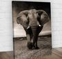 Imagem de Quadro Decorativo Elefante Midiapoparte Salas 60X80