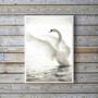 Imagem de Quadro Decorativo Fotografia Cisne Branco 24X18Cm