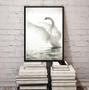 Imagem de Quadro Decorativo Fotografia Cisne Branco 24X18Cm