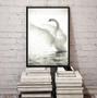 Imagem de Quadro Decorativo Fotografia Cisne Branco 45X34Cm