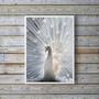 Imagem de Quadro Decorativo Fotografia Pavão Branco 33x24cm - com vidro