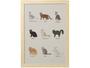 Imagem de Quadro Decorativo Pet Lovers Nomes Gatos