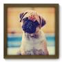 Imagem de Quadro Decorativo - Pug - 33cm x 33cm - 111qdsm