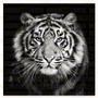 Imagem de Quadro Decorativo Tigre Preto E Branco Midiapoparte 60x60Cm