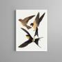 Imagem de Quadro Decorativo Trio De Andorinhas 24x18cm
