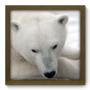 Imagem de Quadro Decorativo - Urso Polar - 33cm x 33cm - 015qdsm