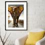 Imagem de Quadro Elefante Borboleta - 60x48cm