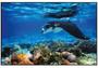 Imagem de Quadro em Canvas Manta Ray Coral Reef