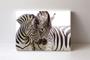 Imagem de Quadro em Canvas Zebra