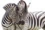 Imagem de Quadro em Canvas Zebra