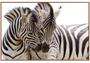 Imagem de Quadro em Canvas Zebra