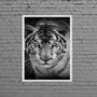 Imagem de Quadro Fotografia Tigre Olho Azul 33x24cm - com vidro