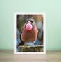 Imagem de Quadro Passarinho Bubble Gum 45X34Cm - Com Vidro