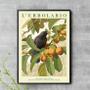 Imagem de Quadro Passarinho Preto Com Frutos 24X18Cm - Com Vidro