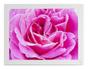 Imagem de Quadro Rosa Flor Fotografia Em Foco Moldura Branca 60X40Cm