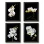 Imagem de Quadros Florais Orquídeas 45x34cm - Com Vidro