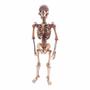 Imagem de Quebra-Cabeça 3D - Esqueleto Humano - 115 peças - Pasiani