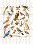 Imagem de Quebra-Cabeça Pássaros Cognitivo Reabilitação Idosos Aves