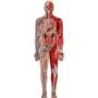 Imagem de Quebra-Cabeça Puzzle Play Gigante Corpo Humano - Grow 03636