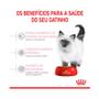 Imagem de Ração Royal Canin - Gatos Filhotes 1,5KG