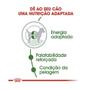 Imagem de Ração Royal Canin Mini Adult para Cães Adultos de Raças Pequenas com 10 Meses ou mais - 7,5 Kg