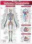 Imagem de Resumao - medicina - sistema circulatorio avancado