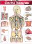 Imagem de Resumao - sistema endocrino avancado