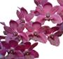 Imagem de Rhynchostylis gigantea var. red - adulta