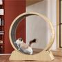 Imagem de Roda Esteira De Exercícios Para Gatos Fabricação Própria