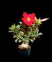 Imagem de Rosa do Deserto flor bonsai