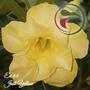 Imagem de Rosa do Deserto Muda de Enxerto - EV-064 - Just Yelloow - Flor Dobrada