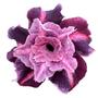 Imagem de Rosa do Deserto roxa dobrada Grape Amarilys Perfumada