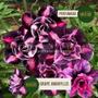Imagem de Rosa do Deserto roxa dobrada Grape Amarilys Perfumada