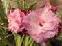 Imagem de Rosa do deserto TS110 Planta enxertada aptas a floração