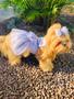 Imagem de Roupa de Cachorro Vestido Pet / Modelo Revellion tamanho G Shitzus adultos