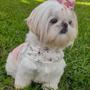 Imagem de roupa pet inverno roupinha cachorro yorkshire spitz lulu shihtzu pug