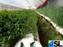 Imagem de Sacos Slabs Para Plantio Morango Pimenta Tomate 33cm X 40m