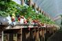 Imagem de Sacos Slabs Para Plantio Morango Pimenta Tomate 33cm X 40m