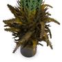 Imagem de Samambaia Folhagem Artificial Cheia Com Pote X60 Verde 80 Cm F04 - D'rossi