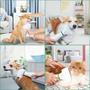 Imagem de Secador de cabelo para cães de estimação 2 em 1, escova para animais de estimação, aliciamento e cuidado, ajuste de temp