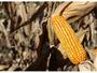 Imagem de Semente de Milho SHS7939PRO3 - Poncho + Dermacor - 60.000 sementes