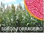 Imagem de SEMENTE DE SORGO FORRAGEIRO NUTRIPASTO - SACO C/ 20Kg - ALTA QUALIDADE C/ ÓTIMA GERMINAÇÃO!!!