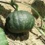 Imagem de Sementes Abobrinha Redonda de Tronco Verde 2,50 gramas Saborosa Cozinha Salada