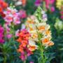 Imagem de Sementes Antirrhinum Boca-de-Leão Anã (Sortida) ISLA